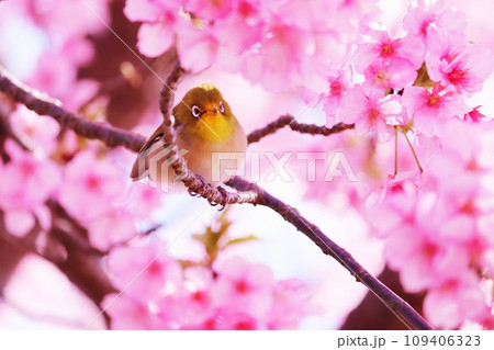 春の美しい桜とメジロ 109406323