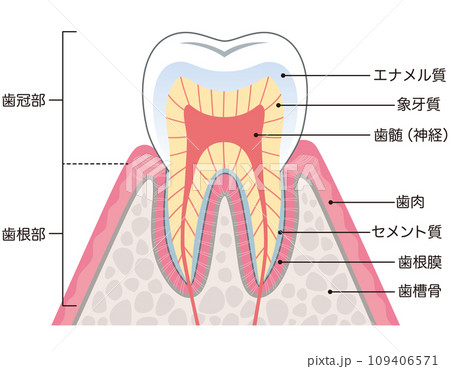 歯の構造 断面図 歯の構造 断面図 109406571