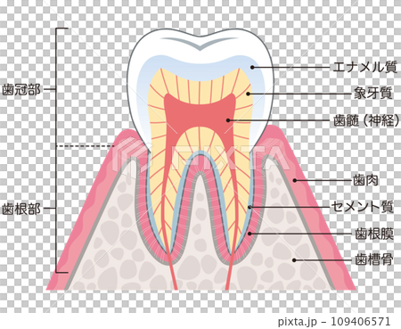 Structure cross section of teeth 109406571