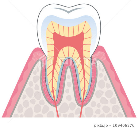 歯の構造 断面図 歯の構造 断面図 109406576