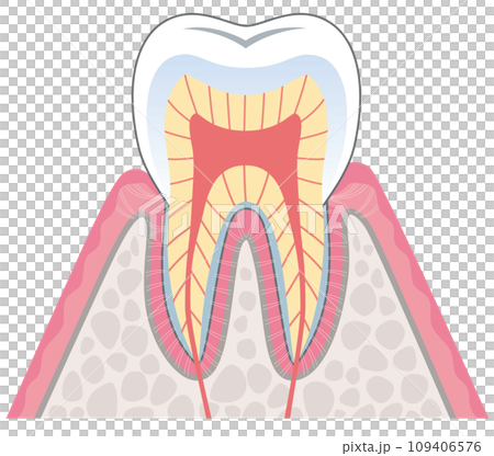 歯の構造 断面図 歯の構造 断面図 109406576