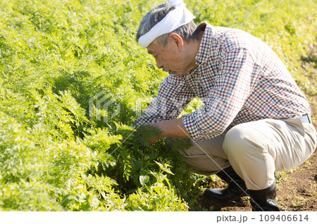 野菜を収穫する男性 野菜を収穫する男性 109406614