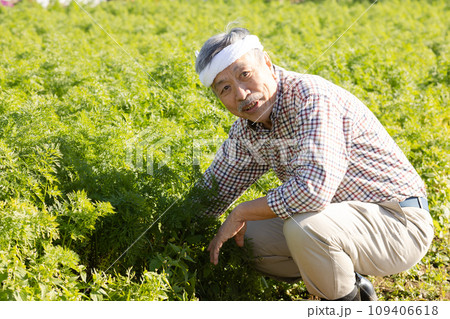 野菜を収穫する男性 109406618