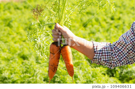 野菜を収穫する男性 109406631