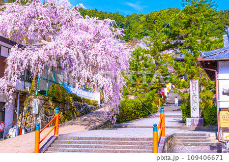 長谷寺の枝垂れ桜 109406671