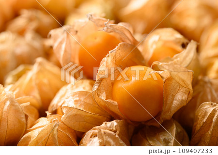 Cape gooseberry, Goldenberry or Physalis peruviana 109407233