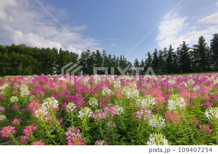 北海道上川郡美瑛町新星第三 四季彩の丘の展望花畑 クレオメ(西洋風蝶草)の花畑の風景 北海道上川郡美瑛町新星第三 四季彩の丘の展望花畑 クレオメ(西洋風蝶草)の花畑の風景 109407254