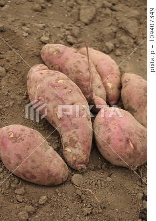 サツマイモの収穫 109407349