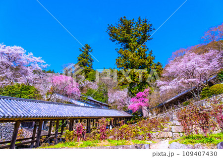 満開の桜と長谷寺の回廊 109407430