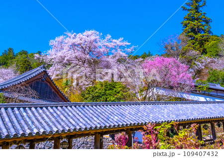 満開の桜と長谷寺の回廊 109407432