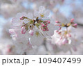 春の日差しを浴びる桜/その1 109407499