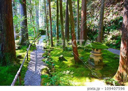 苔の里　苔庭　小松市 109407596