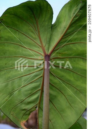 里芋の葉 109407676