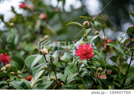 赤い椿の花 赤い椿の花 109407700