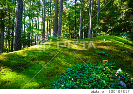 苔の里 苔庭 小松市 苔の里 苔庭 小松市 109407817