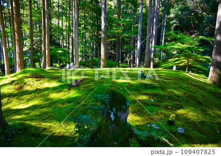 苔の里 苔庭 小松市 苔の里 苔庭 小松市 109407825