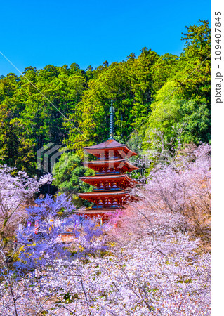 満開の桜と長谷寺の五重塔 109407845