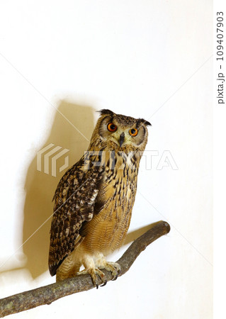 木にとまっているフクロウ 木にとまっているフクロウ 109407903