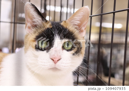 三毛猫 109407935