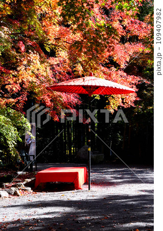 紅葉、野点、茶会 109407982