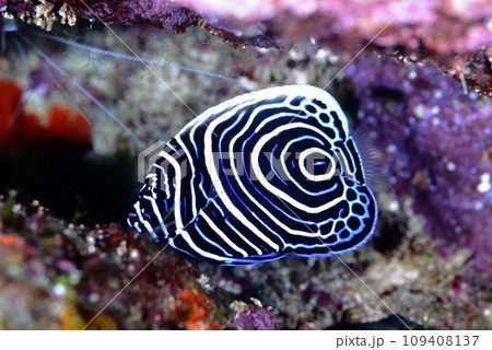 タテジマキンチャクダイの幼魚 109408137