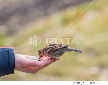 The boy feeds the birds with seeds from his hand. Sparrow eats seeds from the boy's hand 109408289