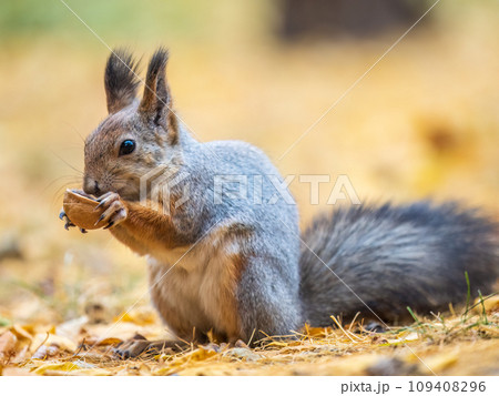 Autumn squirrel with nut sits on green grass with fallen yellow leaves 109408296
