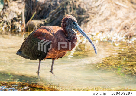 The glossy ibis, latin name Plegadis falcinellus, searching for food in the shallow lagoon. 109408297