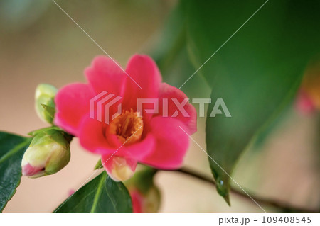 赤い椿の花 紅侘助 赤い椿の花 紅侘助 109408545