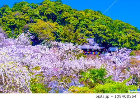 長谷寺境内の満開の桜 109408564