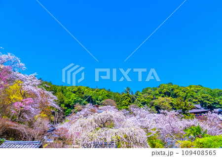 長谷寺境内の満開の桜 109408565