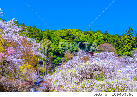 長谷寺境内の満開の桜 109408566