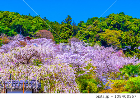 長谷寺境内の満開の桜 109408567