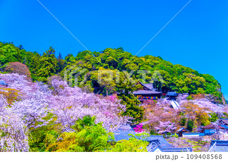 長谷寺境内の満開の桜 109408568