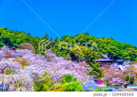 長谷寺境内の満開の桜 109408569