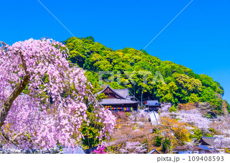 長谷寺境内の満開の桜 109408593