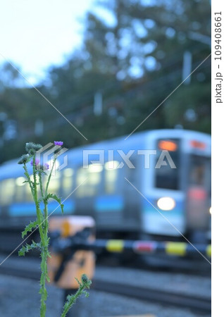 北杜市長坂町の踏切際に咲くアザミの花と踏切を通過する普通電車 109408661