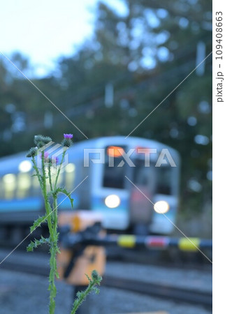 北杜市長坂町の踏切際に咲くアザミの花と踏切を通過する普通電車 109408663