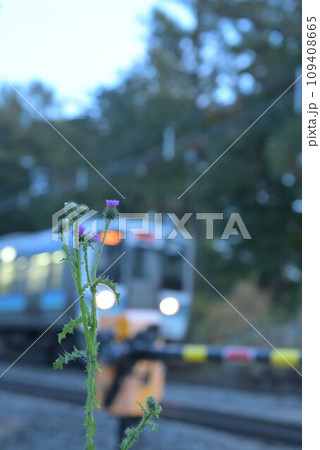 北杜市長坂町の踏切際に咲くアザミの花と踏切を通過する普通電車 北杜市長坂町の踏切際に咲くアザミの花と踏切を通過する普通電車 109408665