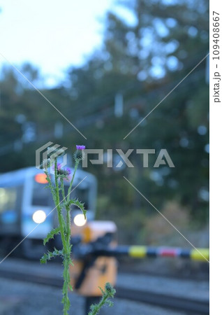 北杜市長坂町の踏切際に咲くアザミの花と踏切を通過する普通電車 北杜市長坂町の踏切際に咲くアザミの花と踏切を通過する普通電車 109408667