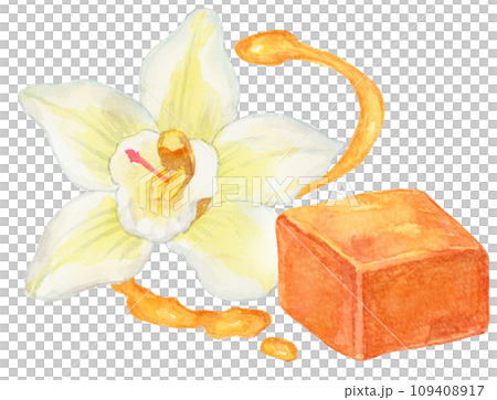 キャラメルとバニラの花　水彩画イラスト 109408917