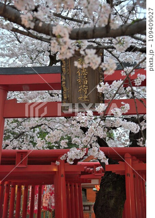 《愛知県》名古屋市西区 和徳稲荷社の鳥居と桜 《愛知県》名古屋市西区 和徳稲荷社の鳥居と桜 109409027
