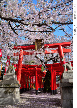 《愛知県》名古屋市西区　和徳稲荷社の鳥居と桜 109409032