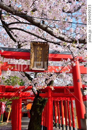 《愛知県》名古屋市西区 和徳稲荷社の鳥居と桜 《愛知県》名古屋市西区 和徳稲荷社の鳥居と桜 109409035