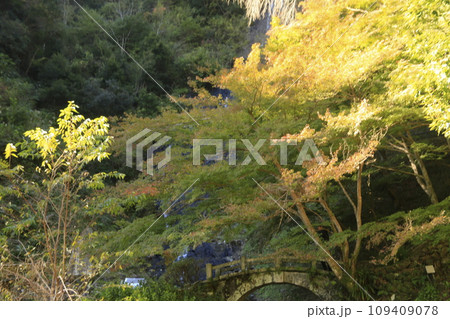 修善寺旭滝の紅葉 109409078