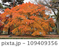 紅葉 109409356