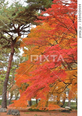 紅葉 109409444