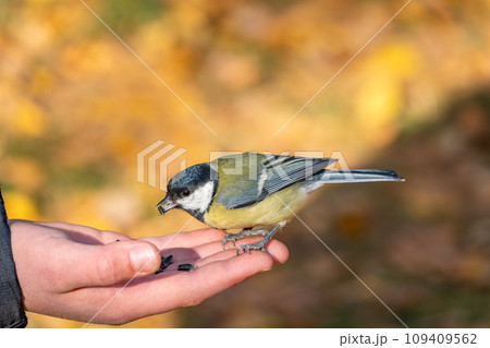 A tit sits on a man's hand and eats seeds. 109409562