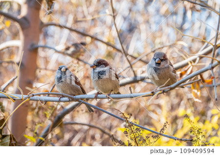 Sparrow sits on a branch without leaves. Sparrow sits on a branch without leaves. 109409594
