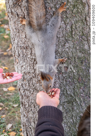 A squirrel in the autumn eats nuts from a human hand. Eurasian red squirrel, Sciurus vulgaris 109409600
